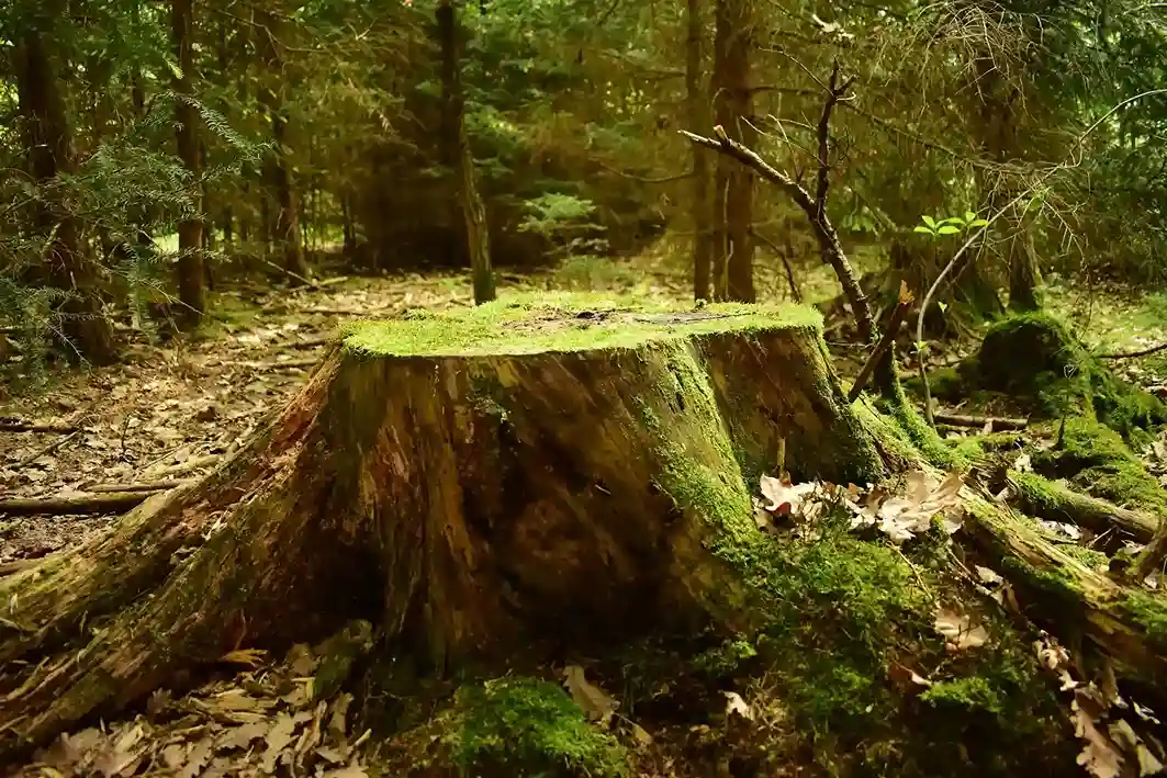 Tree stump