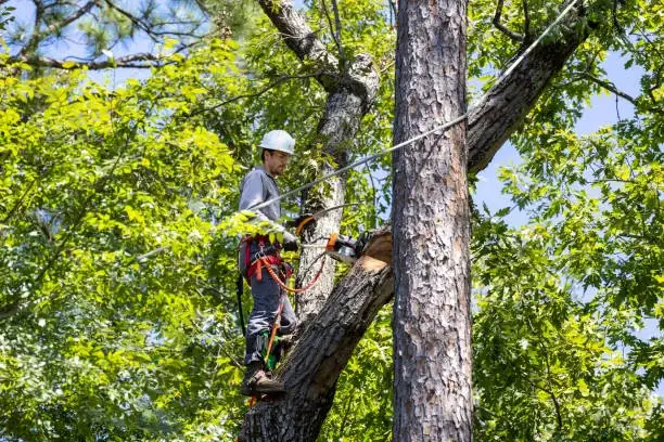 Person pruning a tree