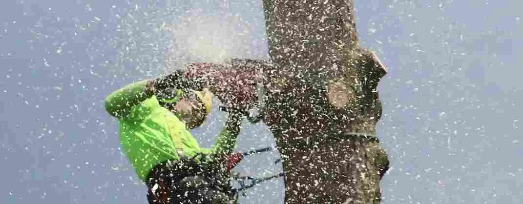 Tree removal service in manchester