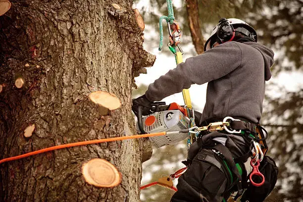 Tree removal in manchester