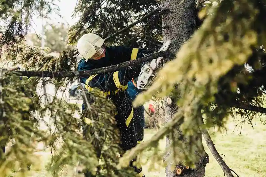 Tree trimming service